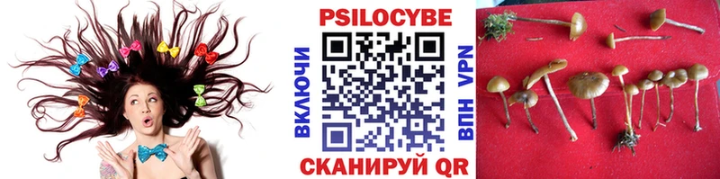Псилоцибиновые грибы Cubensis  кракен как зайти  Михайловск 